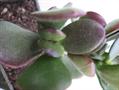 معرفی و راهنمای پرورش گیاهان زینتی آپارتمانی - کراسولای نقره ای